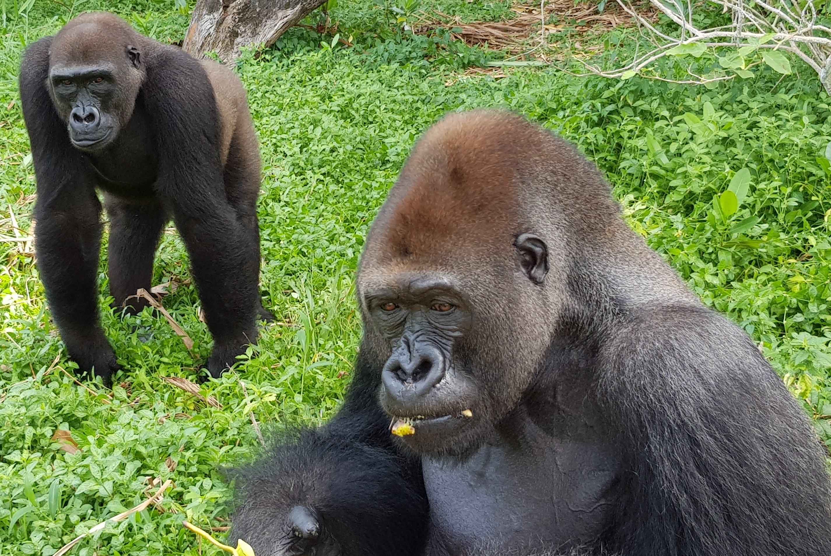 Limbe Wildlife Centre, Cameroon